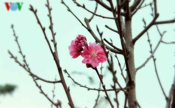 Peach blossoms in Hanoi  - ảnh 1